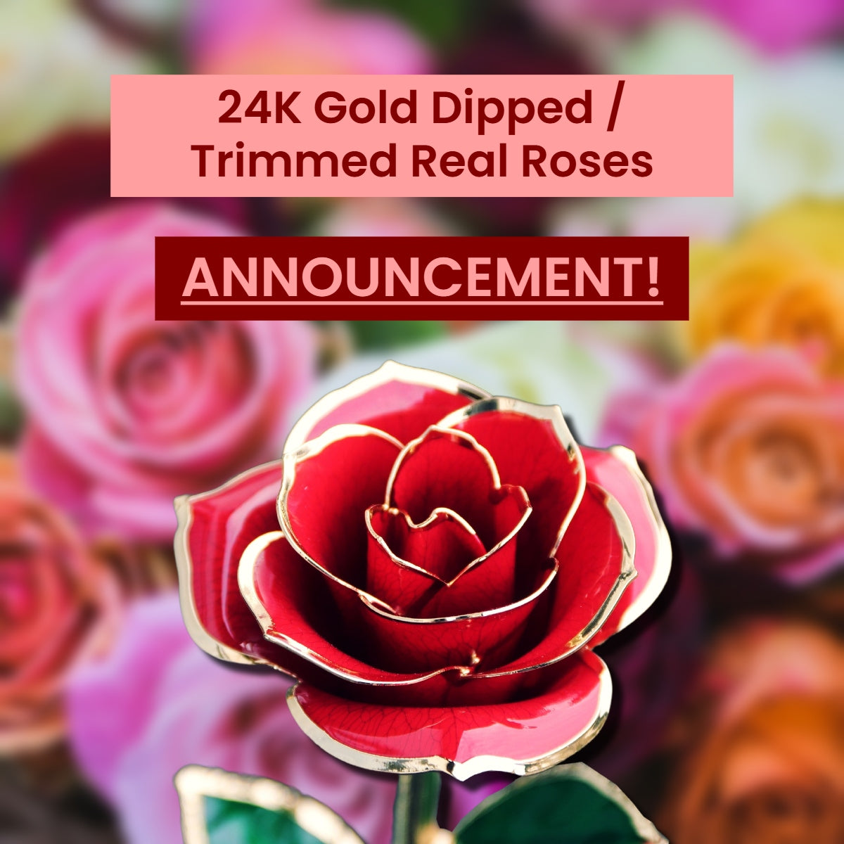 24K Gold Dipped / Trimmed Roses Announcement